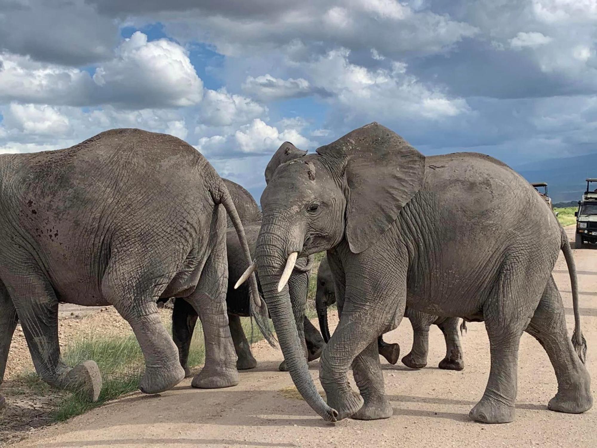 Amboseli Discovery Camp المظهر الخارجي الصورة