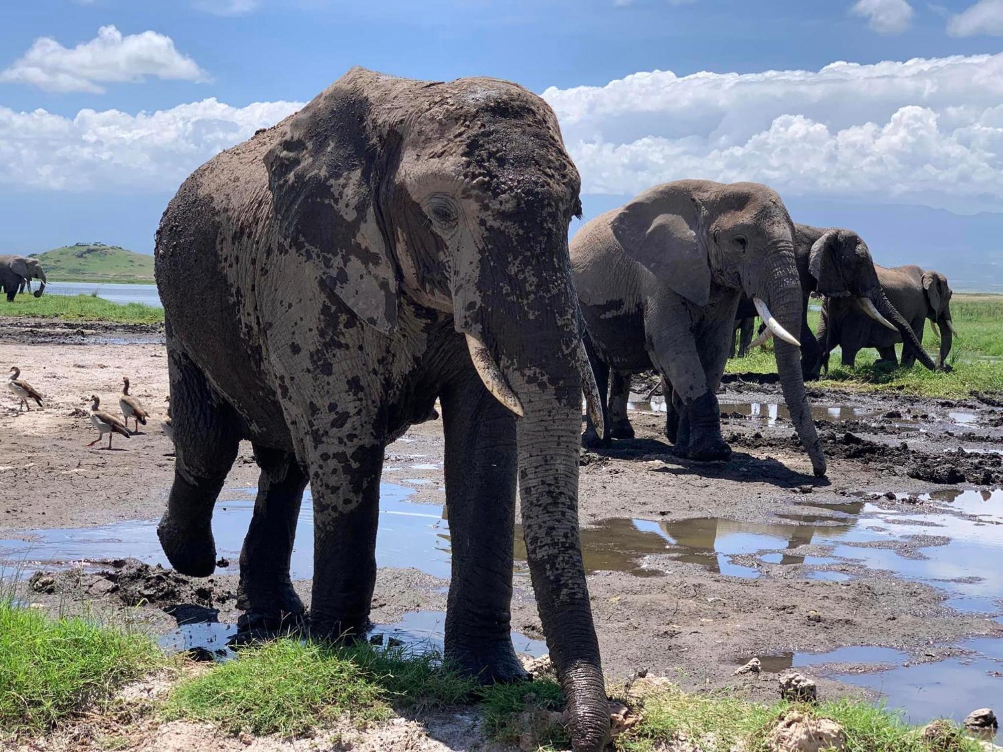 Amboseli Discovery Camp المظهر الخارجي الصورة