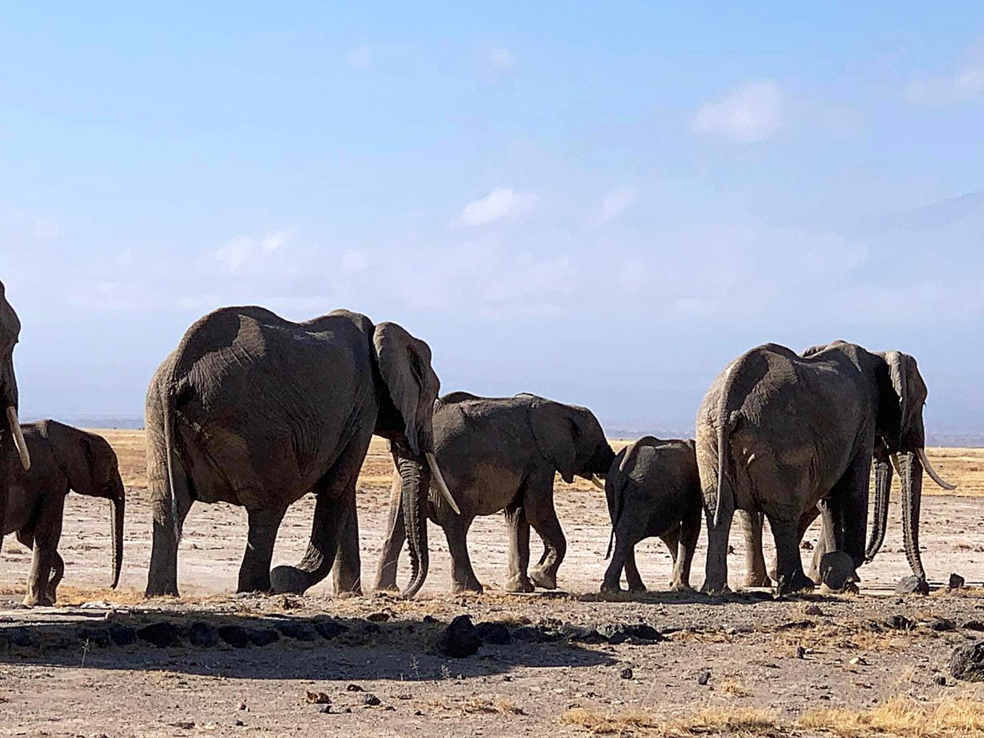 Amboseli Discovery Camp المظهر الخارجي الصورة