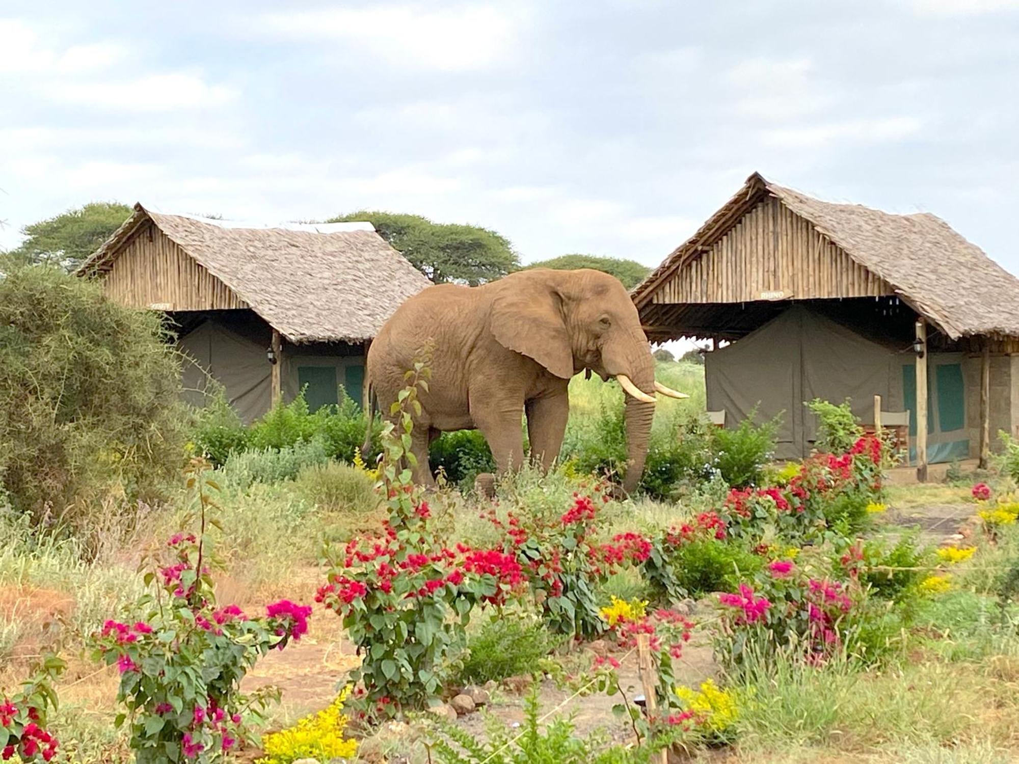 Amboseli Discovery Camp المظهر الخارجي الصورة